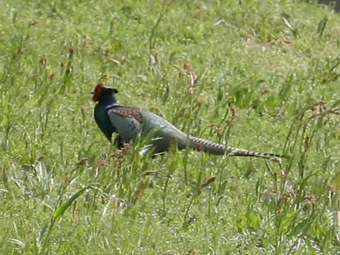 Phasianus versicolor