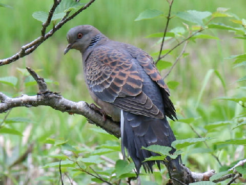 Streptopelia orientalis