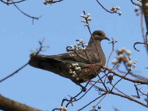 Streptopelia orientalis