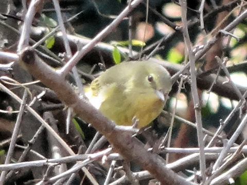 Vireo flavoviridis