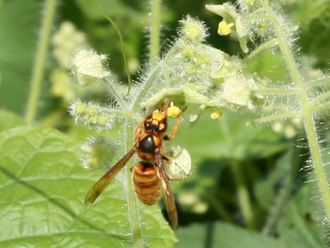 Vespa simillima ssp. xanthoptera