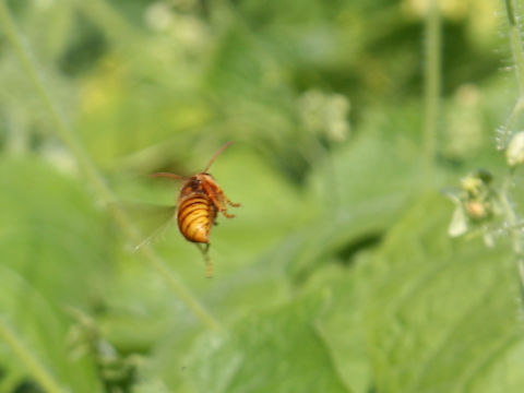 Vespa simillima ssp. xanthoptera