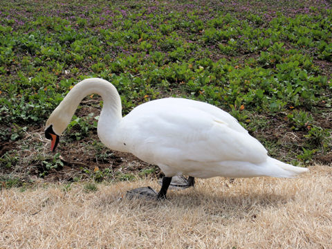 Cygnus olor