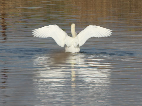 Cygnus olor