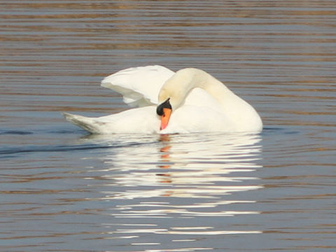 Cygnus olor