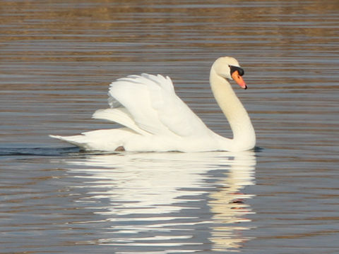 Cygnus olor