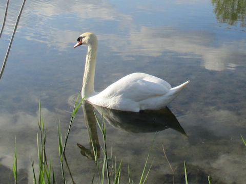 Cygnus olor