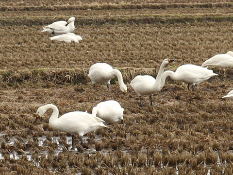 Cygnus columbianus bewickii