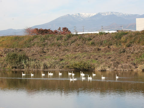 Cygnus columbianus bewickii