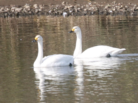 Cygnus columbianus bewickii