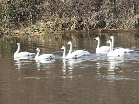 Cygnus columbianus bewickii