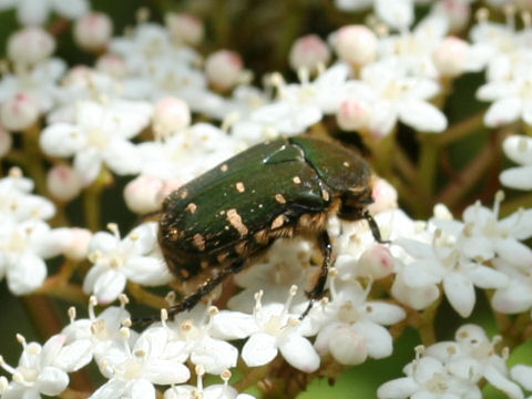 Oxycetonia jucunda