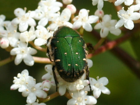 Oxycetonia jucunda