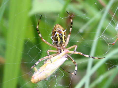 Argiope minuta