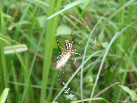 Argiope minuta