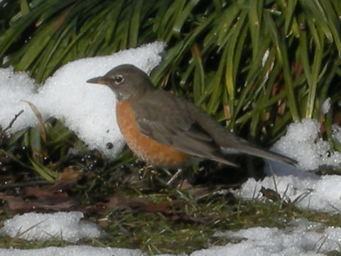 Turdus migratorius