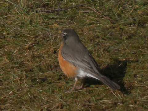 Turdus migratorius