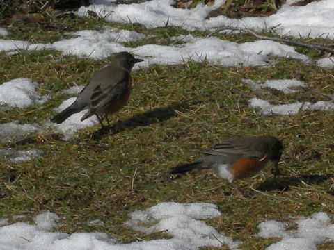 Turdus migratorius