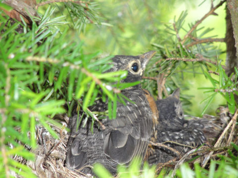 Turdus migratorius