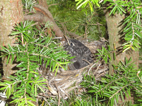 Turdus migratorius