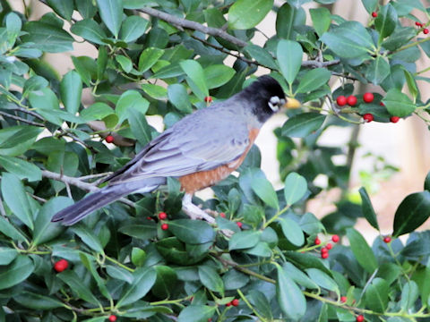 Turdus migratorius