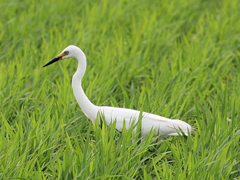 Egretta garzetta