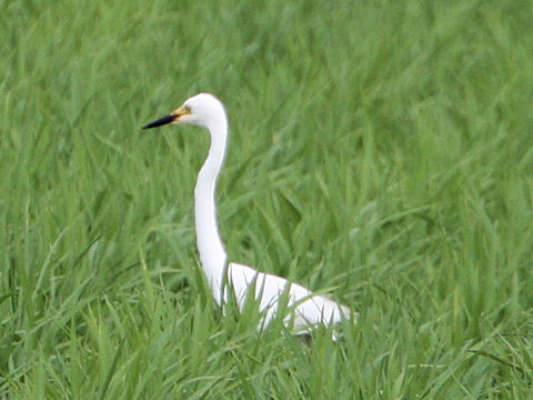 Egretta garzetta