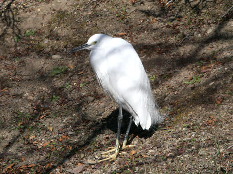 Egretta garzetta