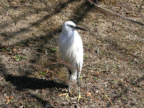 Egretta garzetta