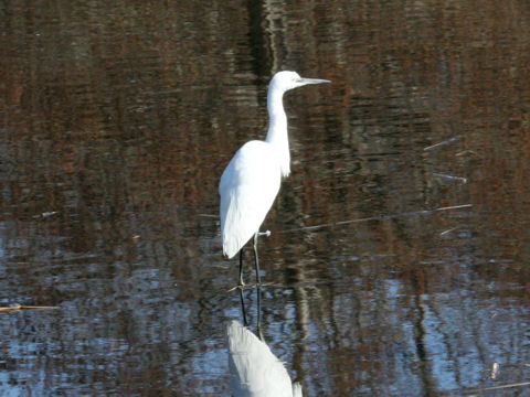 Egretta garzetta