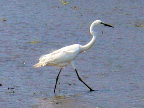 Egretta garzetta