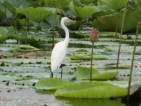 Egretta garzetta