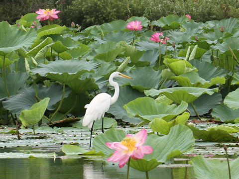 Egretta garzetta