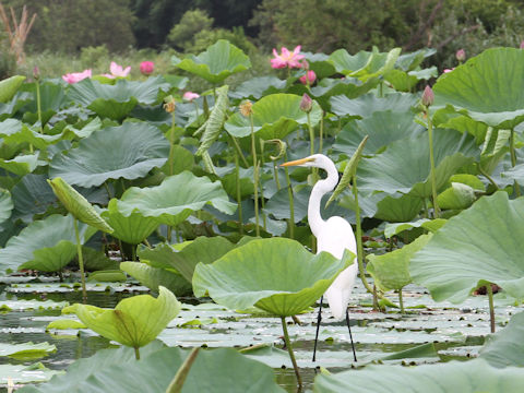 Egretta garzetta