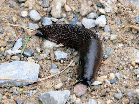 Limax cinereoniger