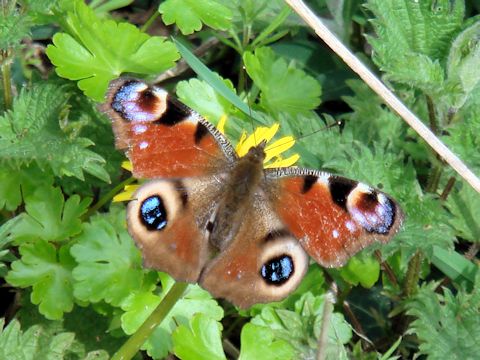 Aglais io