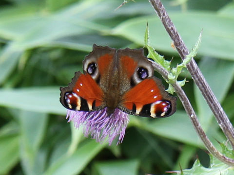 Aglais io