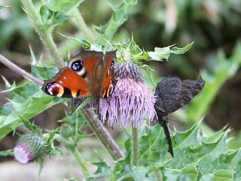 Aglais io