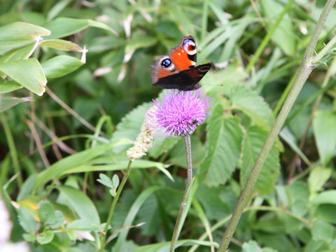 Aglais io