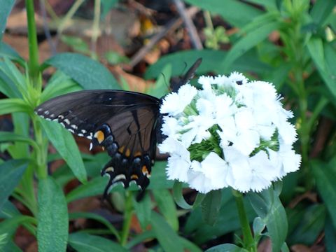 Papilio troilus