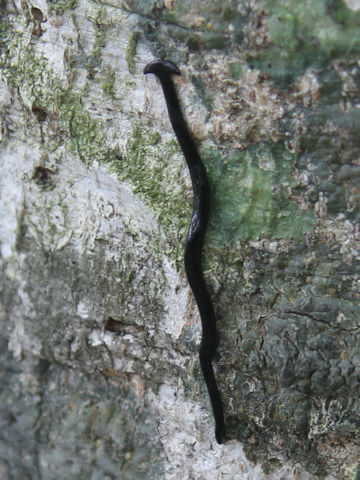 Bipalium fuscatum