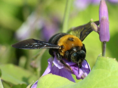 Xylocopa appendiculuta circumvolans