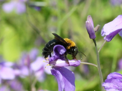 Xylocopa appendiculuta circumvolans