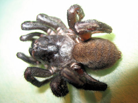 Badumna insignis