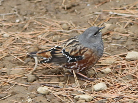 Emberiza variabilis