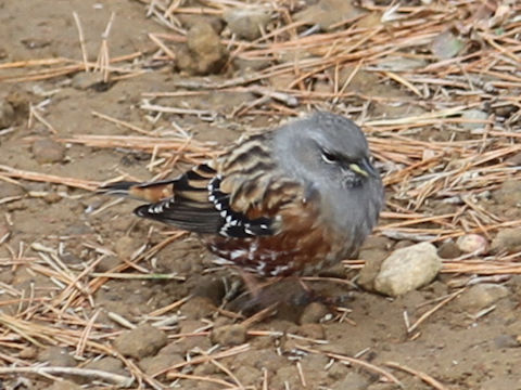 Emberiza variabilis