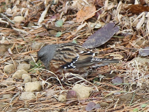 Emberiza variabilis