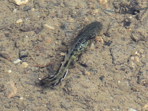 Hynobius nigrescens