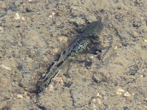 Hynobius nigrescens