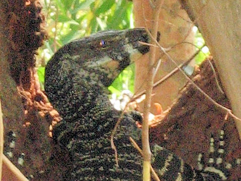 Varanus varius